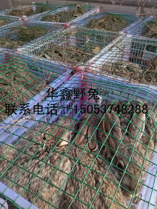 Ұֳ