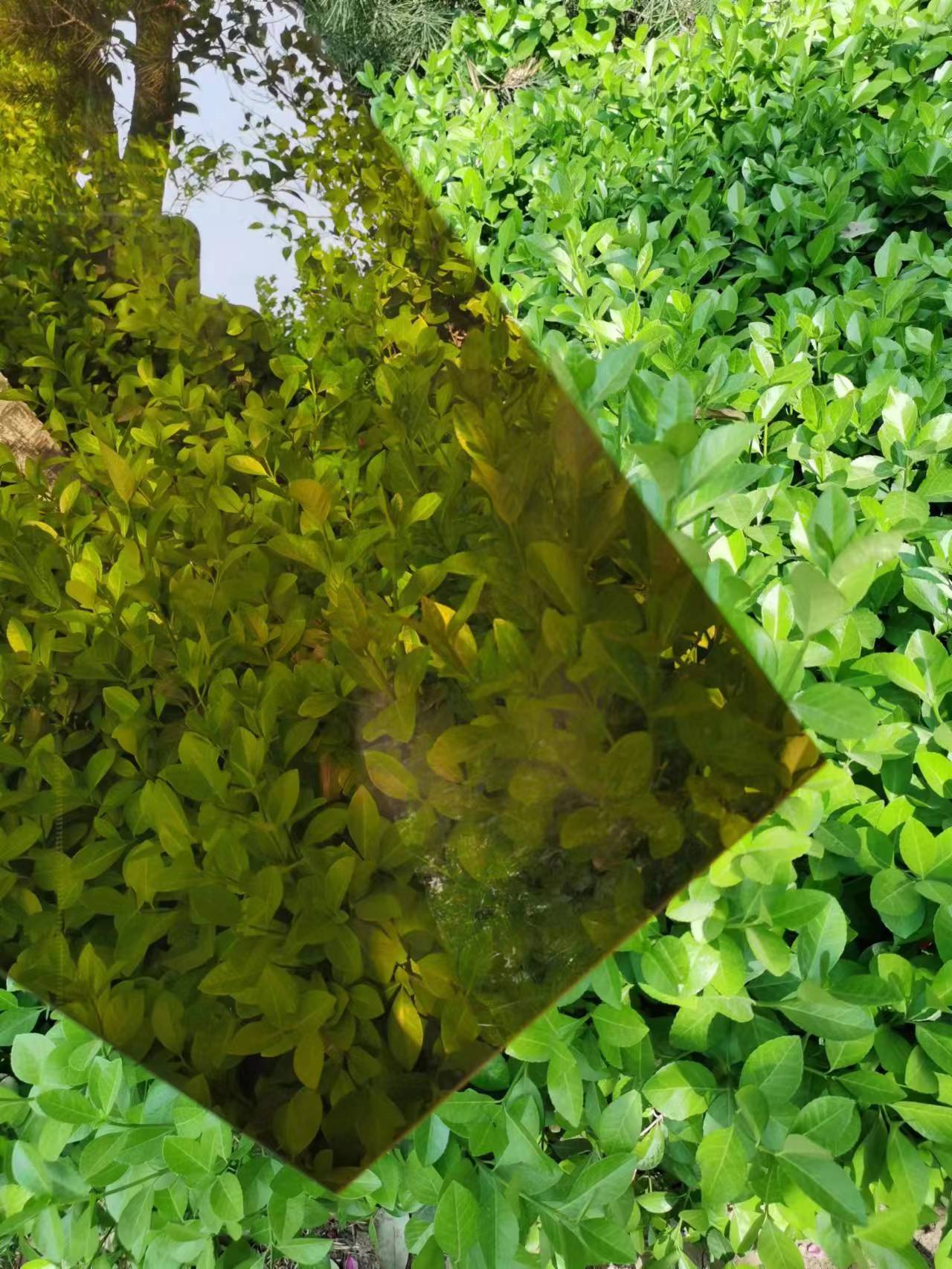ʵİ͸/ɫ/ɫPC庬uvͿ
