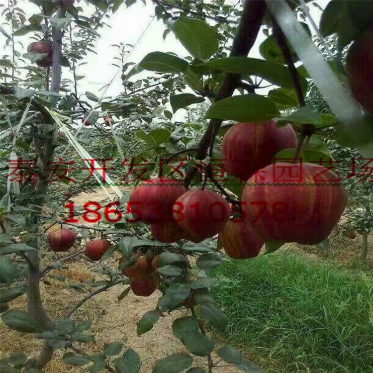 ɽС۸