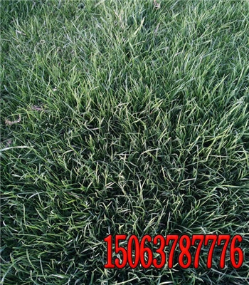 1ڶݱ̻ʲôݲ